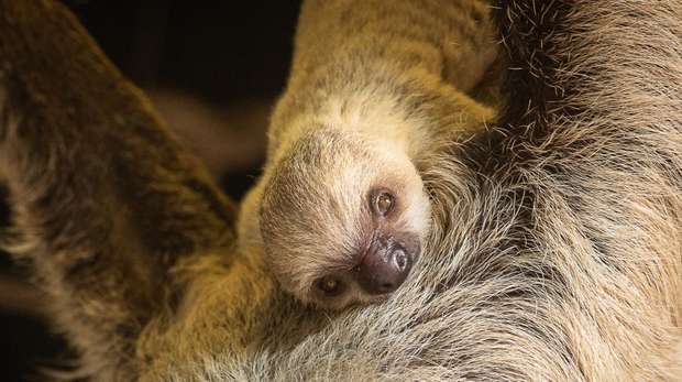 Baby sloth Terry at ZS London Zoo