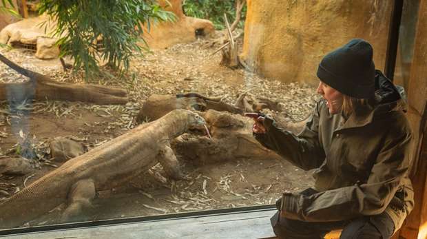 Dougie Poynter meets ZSL London Zoo's dragon during The Komodo Dragon Experience