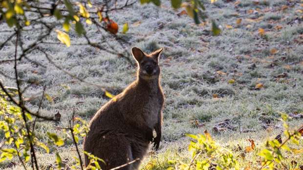 A wallaby poses on a frosty autumn morning at Whipsnade
