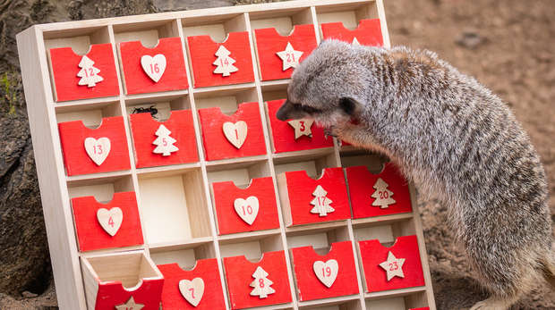 Meerkats countdown to Christmas at ZSL London Zoo