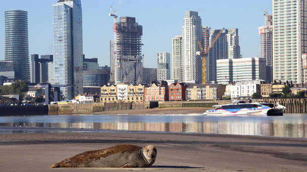 seal on the thames