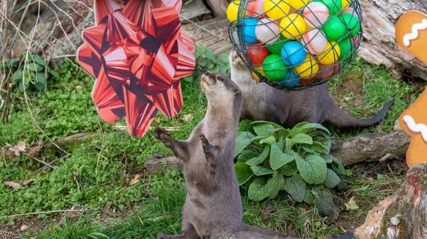 An otter with festive treats at ZSL Whipsnade Zoo