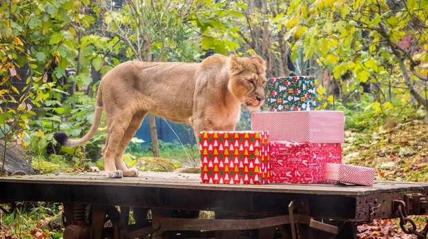Asiatic lioness Arya investigates Christmas presents at ZSL London Zoo