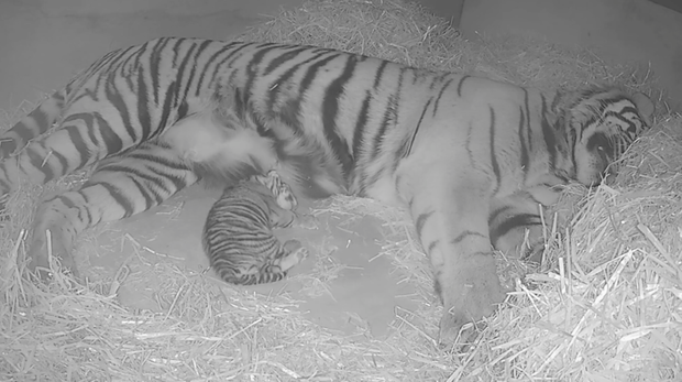 A Sumatran tiger cub has been born at ZSL London Zoo