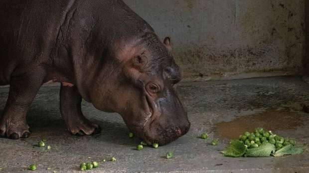 Our hippos enjoyed a whopping 5kg of Brussels sprouts