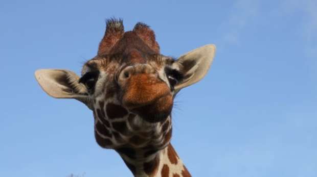 Ijuma the giraffe at Whipsnade Zoo