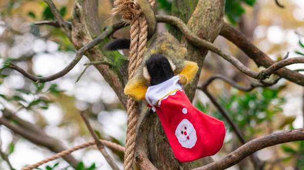 A squirrel monkey explores a Christmas stockings filled with treats at ZSL London Zoo