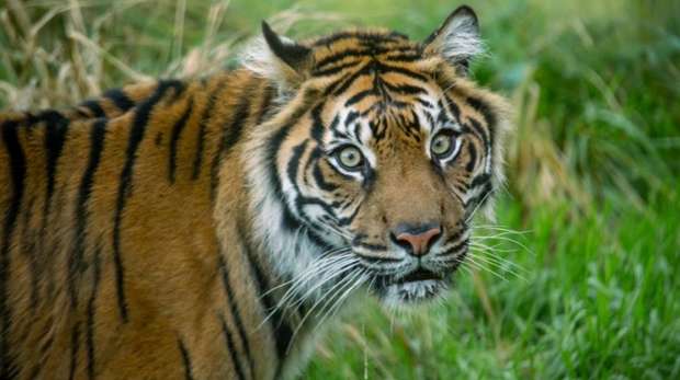 Close up of Sumatran Tiger 