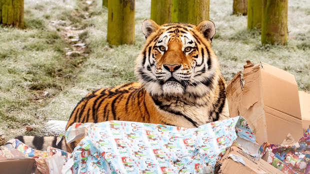 An Amur tiger poses in a pile of presents at ZSL Whipsnade Zoo