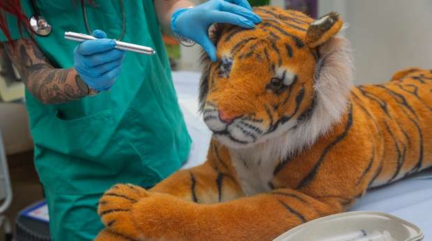 A toy tiger has a health check as part of the Vets in Action activities at ZSL London Zoo