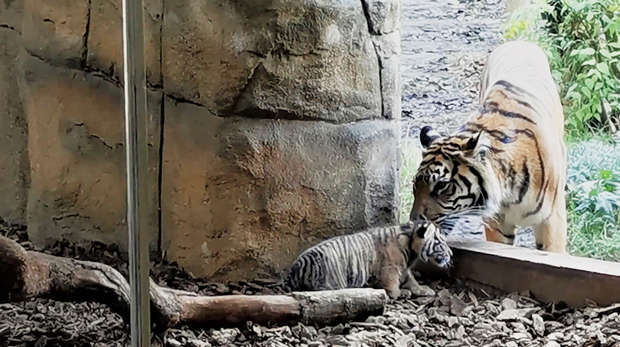 Mother and baby tiger at London Zoo