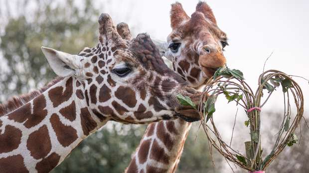 Giraffes Bashu and Luna enjoy their Valentines dinner at ZSL Whipsnade Zoo