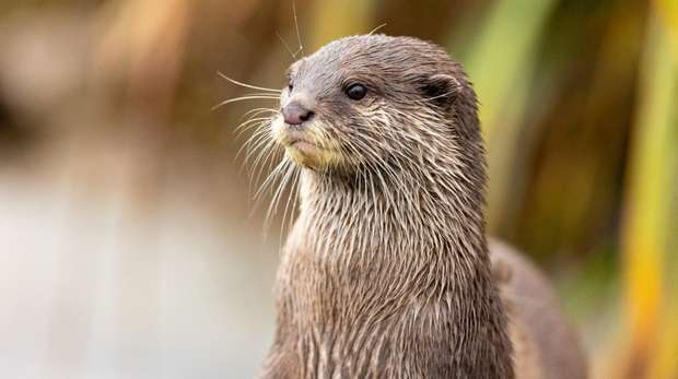 An otter at ZSL Whipsnade Zoo