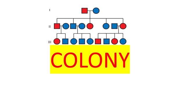 Colony Software