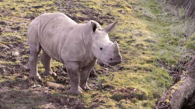 Six-month-old white rhino calf Nandi in the paddock at Whipsnade Zoo
