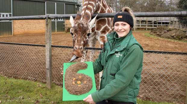 Nuru the giraffe celebrates her 6th birthday with a special cake