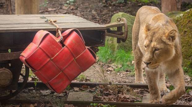 Lioness Arya explores a Valentine's Day surprise at ZSL London Zoo
