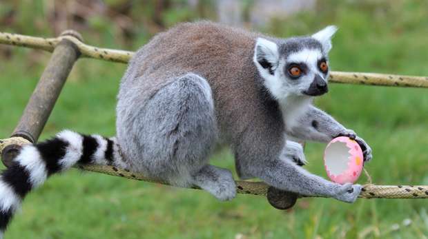 A ring tailed lemur with an Easter egg at ZSL Whipsnade Zoo