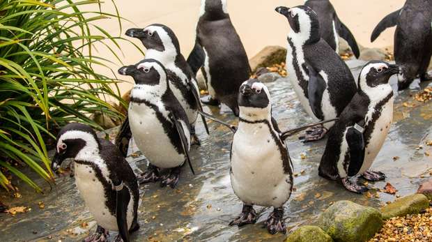 African black-footed penguins at ZSL Whipsnade Zoo
