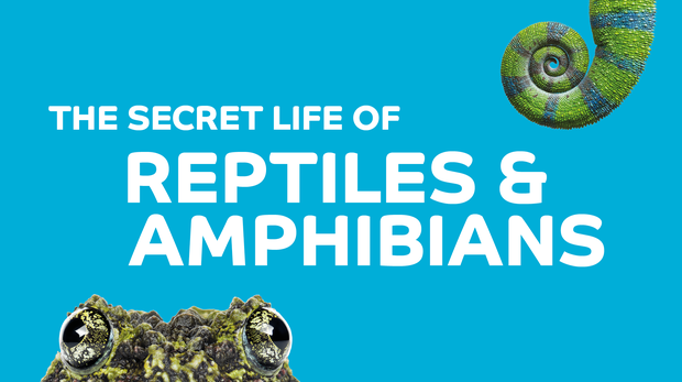 secret life of reptiles