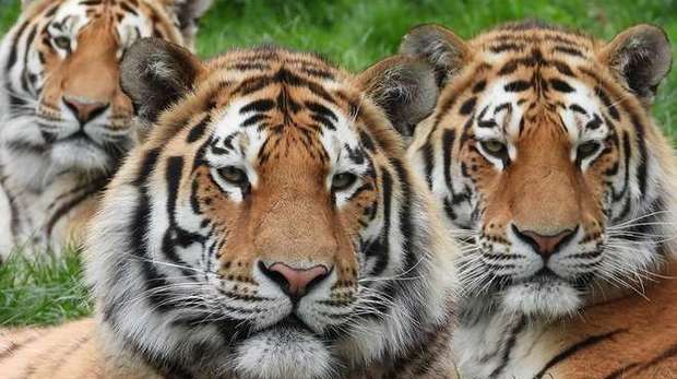 Amur tigers at Whipsnade Zoo
