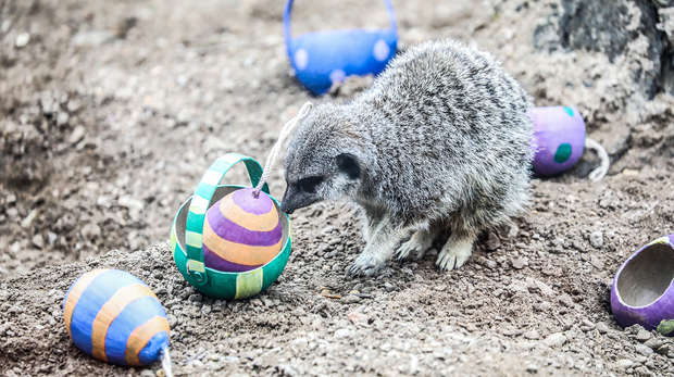 Meerkats with Easter eggs at ZSL London Zoo