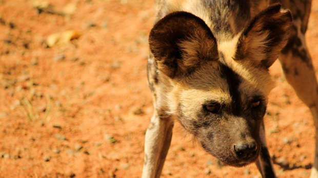A Wild Dog in South Africa