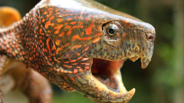 big turtle with open mouth
