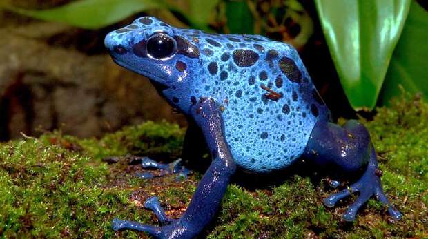 A blue dart frog sits on a mossy branch