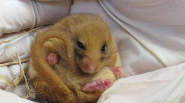 A dormouse during its health check at ZSL London Zoo