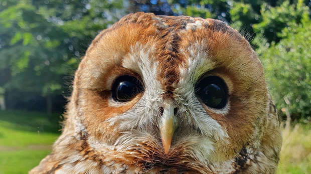 A close up of an owl's face