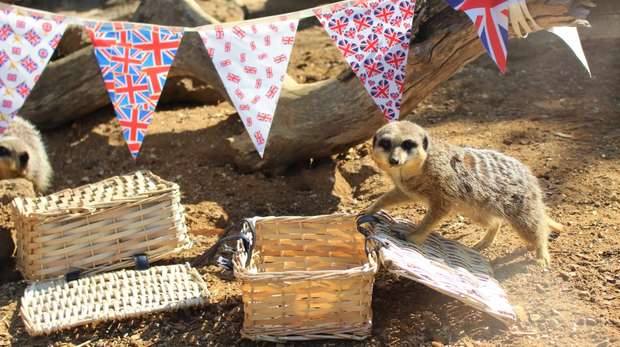 Pixie the meerkat digs in to her Jubilee picnic at ZSL Whipsnade Zoo