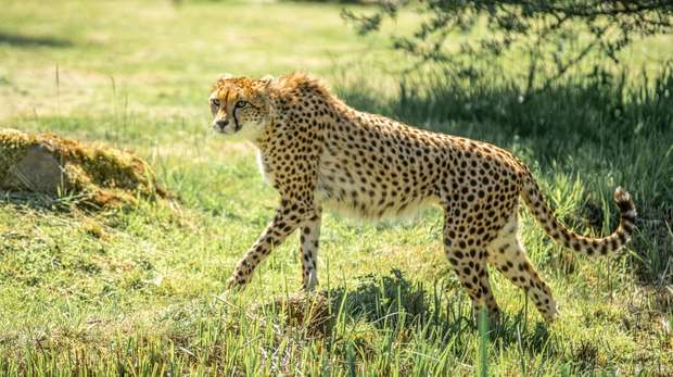 A new cheetah arrives at ZSL Whipsnade Zoo