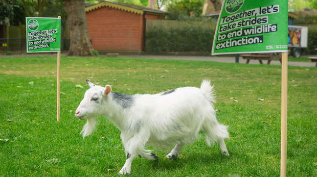 goat running through flags on grass