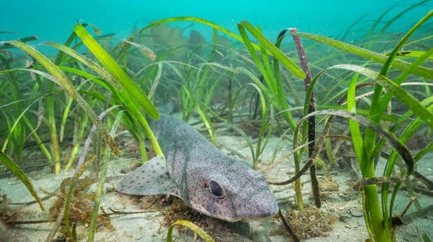 Grey catshark lying near a sandy seabed amongst lots of green seagrass in a blue underwater ocean picture