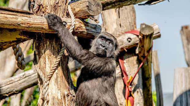 A gorilla in the sunshine at ZSL London Zoo