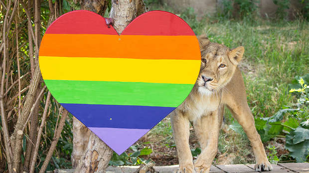 Lioness, Arya, stands next to a giant rainbow-coloured Pride heart