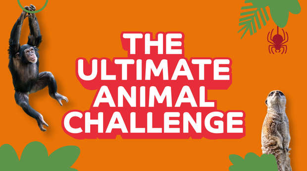 The Ultimate Animal Challenge titles on a bright orange background with a chimp hanging from a vine on the left and a meerkat standing up on the right