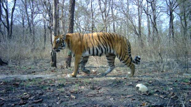 Tiger walking in Parsa National Park, Nepal