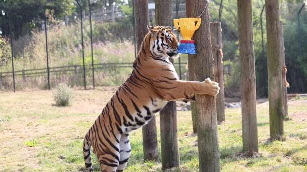 Makari the Amur tiger stalks a trophy at ZSL Whipsnade Zoo