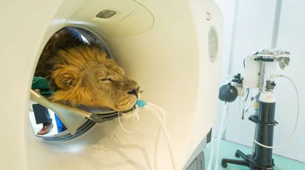 Asiatic lion Bhanu has CAT scan at ZSL London Zoo