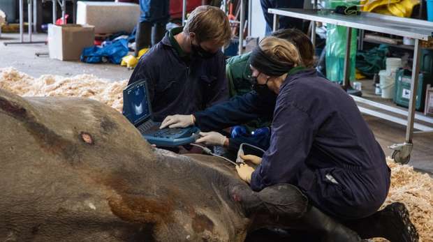 Southern white rhino post mortem at ZSL Whipsnade Zoo