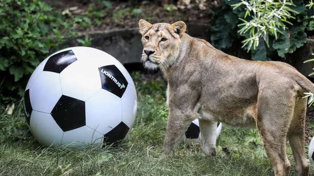 ZSL London Zoo's lioness shows support for Lionesses