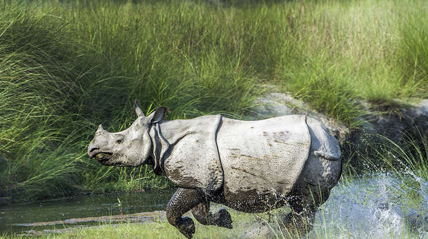 Rhino running through water