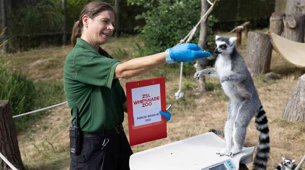 A keeper entices a lemur onto the scales for ZSL Whipsnade Zoo's annual weigh in