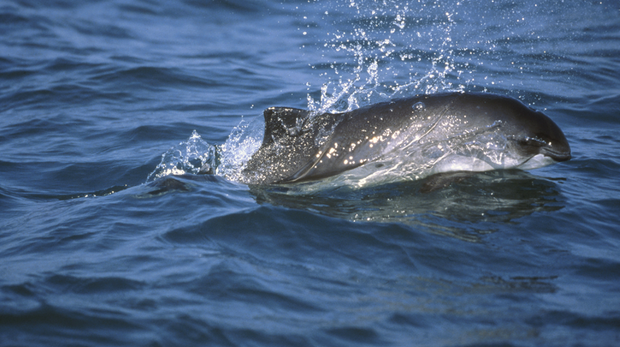 A harbour porpoise swimming