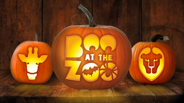 A wooden shelf holds three pumpkins that have been carved to show a giraffe, a lion and the event title Boo at the Zoo
