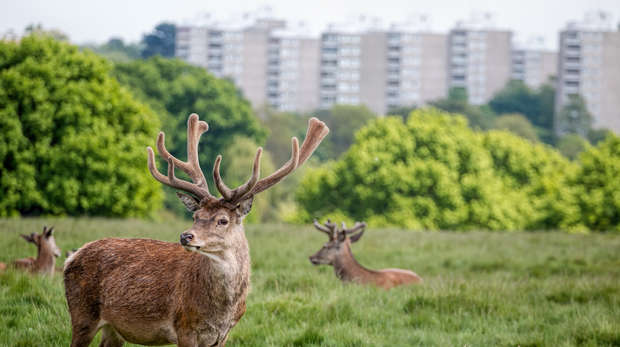 Red/brown deer with large horns in a grassy park, with two smaller deer and green trees behind, and grey tower blocks in the distance