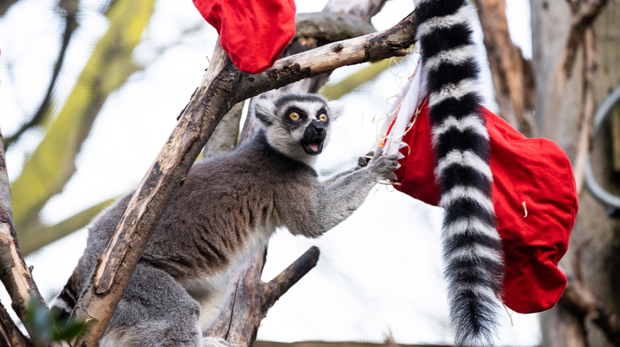 A ring-tailed lemur with a shocked face grabs a red stocking hanging from a tree with both hands