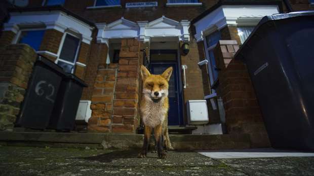 An urban fox outside terraced housing